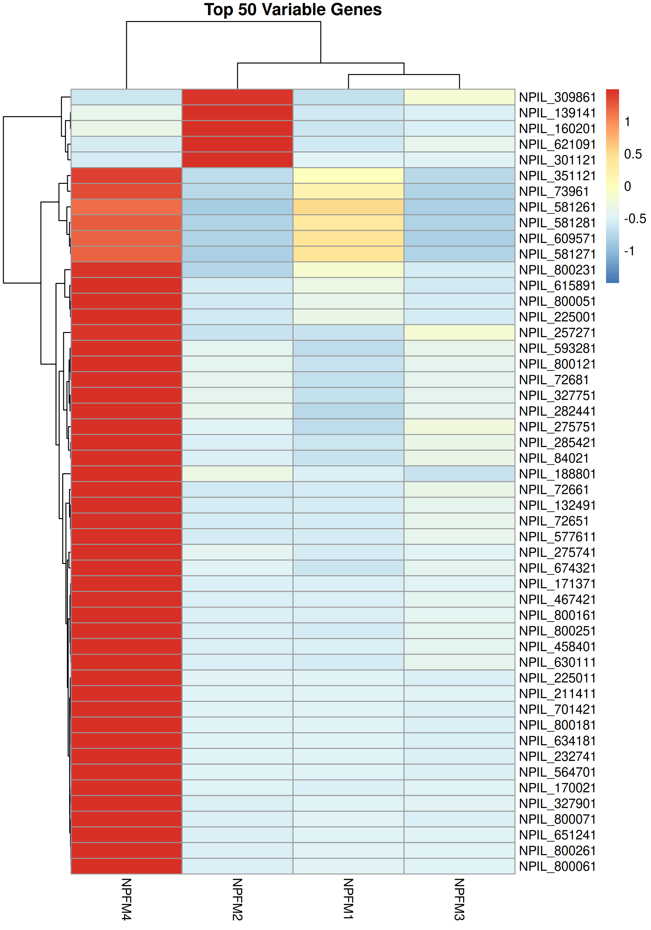 Top 50 Variable Genes Heatmap